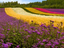 Різноманітність рослинного світу