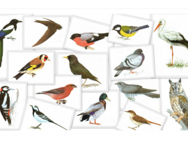 Осілі і кочові, перелітні, зимуючі птахи