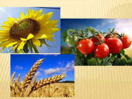 Різноманітність культурних рослин. Природознавство. 3 клас