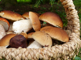 Які бувають гриби?