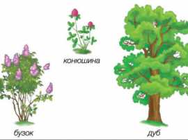 Дерева, кущі, трав'янисті рослини