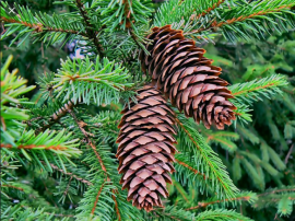 Хвойні та квіткові рослини. Природознавство. 3 клас