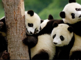 Весела сімейка панд