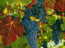 Теплолюбні і холодолюбні рослини