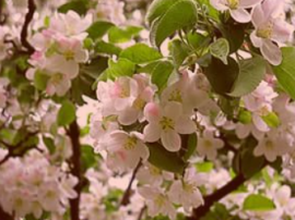 Рослини за тривалістю життя