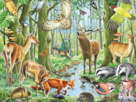 Різноманітність тваринного світу