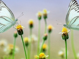 Чинники середовища життя