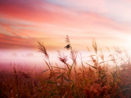 Світлолюбні і тіньовитривалі рослини